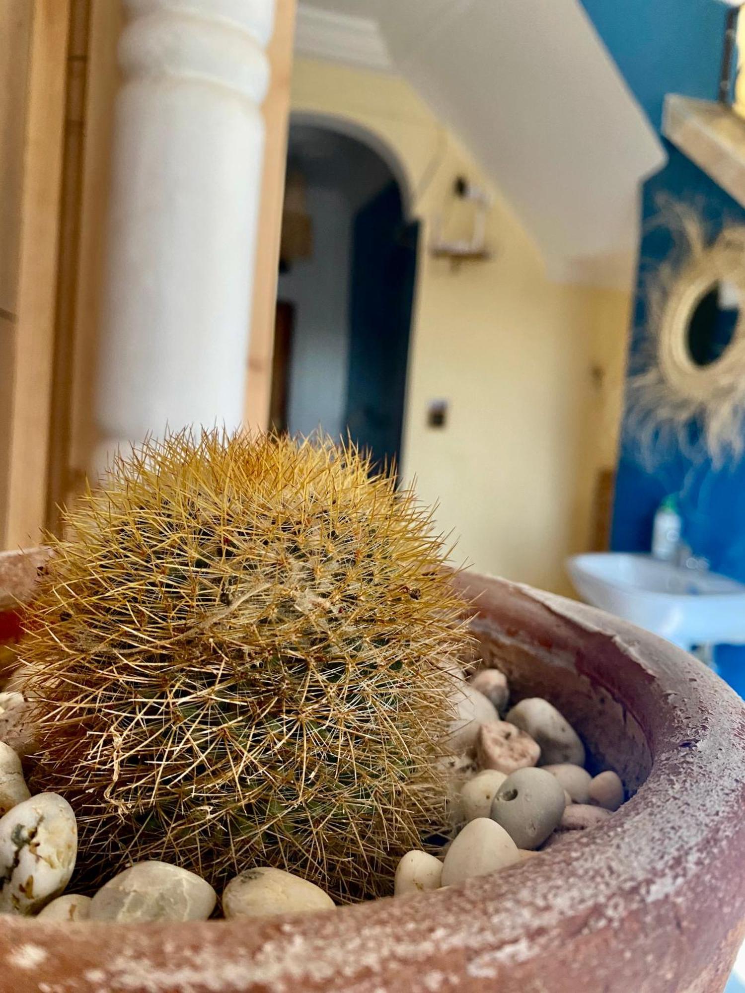 Hostel Mamo Surf Morocco Tamraght Exteriér fotografie